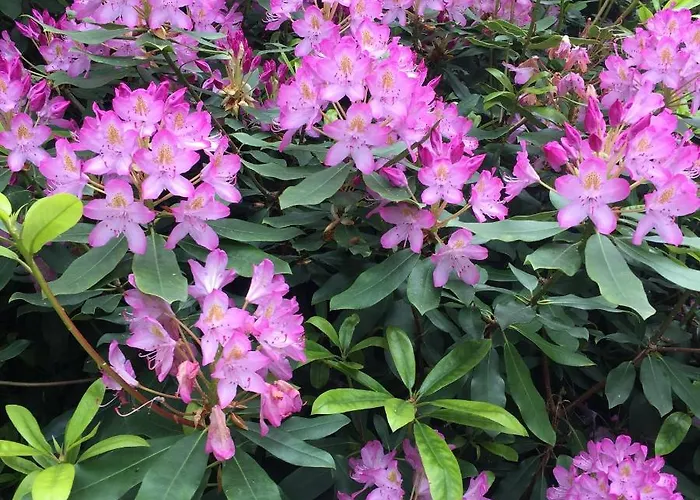 Harmonic Aparts * Polanica-Zdrój